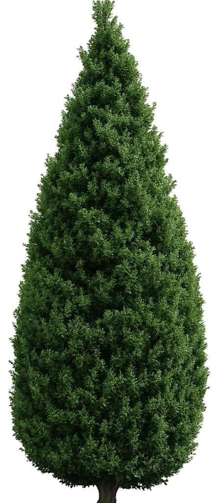 Dedee Ruck Dee Runk Upright Boxwood (Buxus Sempervirens 'Dee Runk') - Growing ...