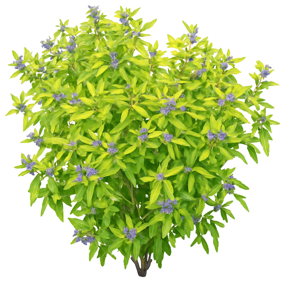 Bluebeard Blue Mist Or False Spirea 'Minigold' Pp33874 Beekeeper ...