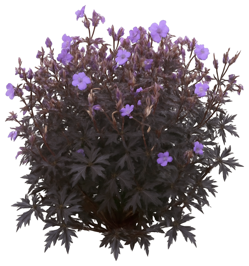 Hardy Geranium Cranesbill 'Dark Reiter' (Geranium Pratense 'Dark Reiter ...